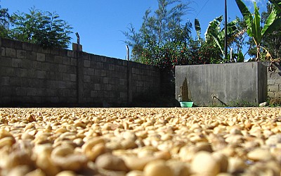 Our Coffee Beans Our Coffee Beans